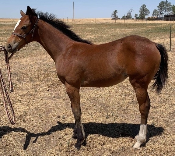 Horses for Sale « Arkansas Thoroughbred Breeders' & Horsemen's Association